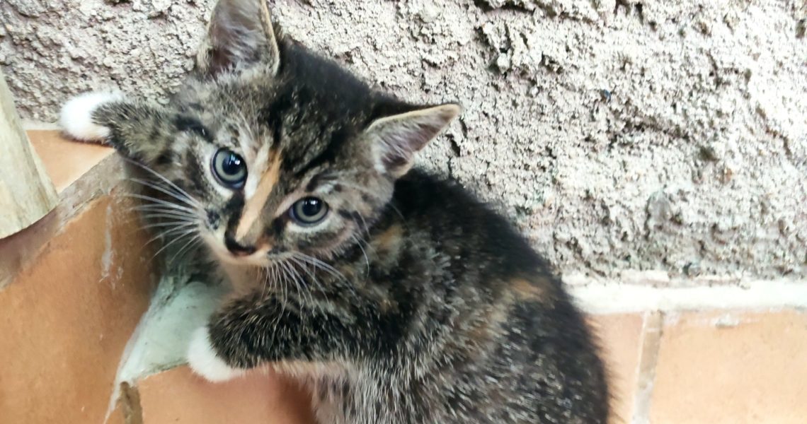 MIMINKA OD PLACHÉ MAMINKY ZE ŽIDOVIC - TIANNKA, PIPPA,  DYKO...