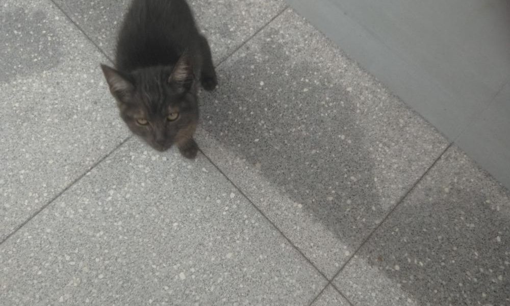 NAKONEC SE ZJISTILO, ŽE KOŤATA MAJÍ MAJITELKU, PŘIŠLA SI DNE...