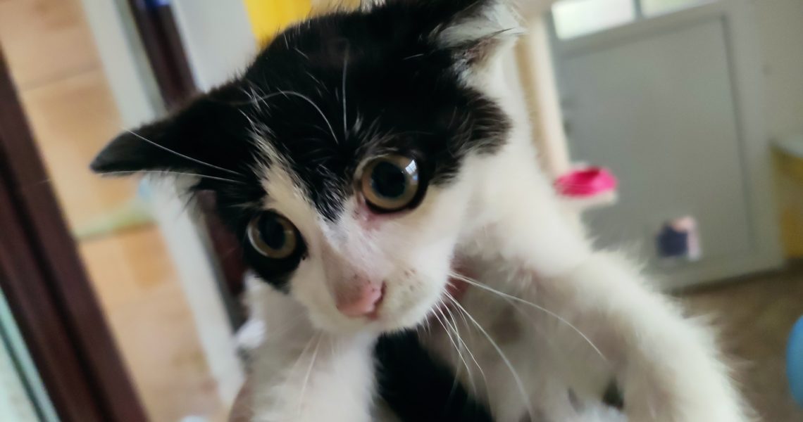 NOVÝ, MALÝ CHLAPEČEK NALEZENÝ V ROUDNICI N.L. NA BEZDĚKOVĚ. ...