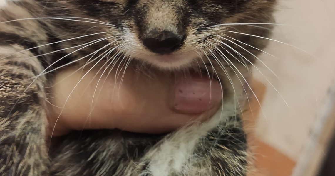 OPET ŽIDOVICE - V KURNÍKU NALEZLA PANÍ KOČKU S ŠESTI KOŤÁTKY...