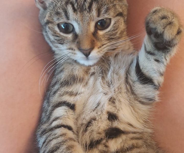 PRVNÍ ZPRÁVY OD MALÉHO SHALDONKA Z NOVÉHO DOMOVA...