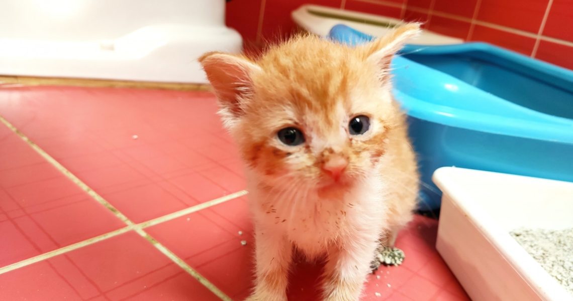 SLUNÍČKOVÁ NEJMENŠÍ KOŤÁTKA - REZAVOBÍLÝ PUCLÍK, REZAVOBÍLÝ ...