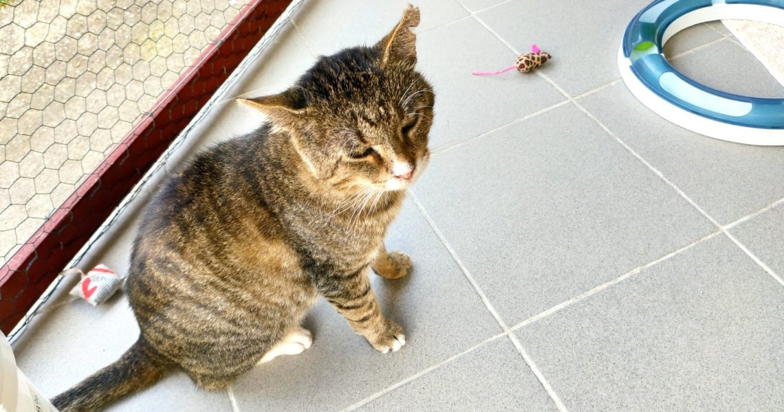 SLUNÍČKOVÉ, SMUTNÉ ZLATÍČKO LAURINEK...