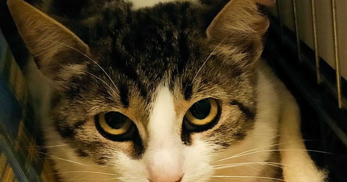 TŘI PLACHÉ MAMINKY TEĎ UŽ SLUNÍČKOVÝCH KOŤÁTEK A JEDEN KOCOU...