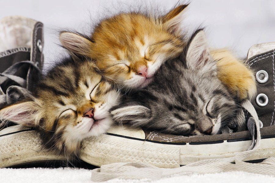 VÁŽENÍ PŘÁTELÉ, VÍTÁME VÁS V PRÁZDNINOVÉ AUKCI...