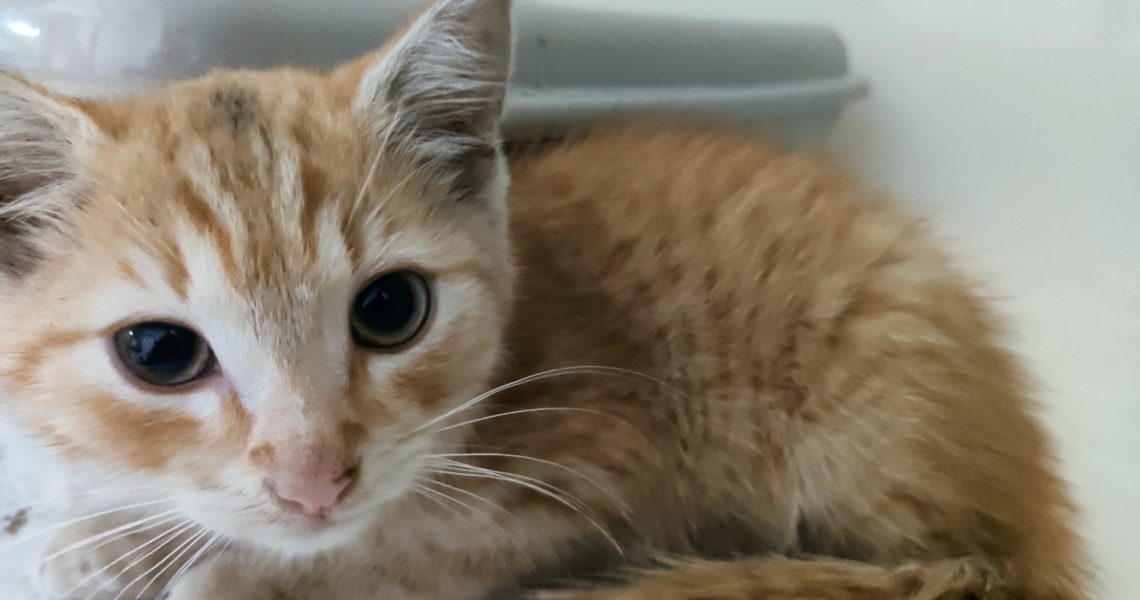 VČERA NALEZENÉ KOTĚ RODINOU Z ROUDNICE NAD LABEM. JE TO CHLA...