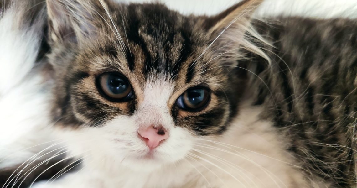 VČERA VEČER ODCHYCENÉ DALŠÍ KOTĚ V ŽIDOVICÍCH. JE TO HOLČIČK...