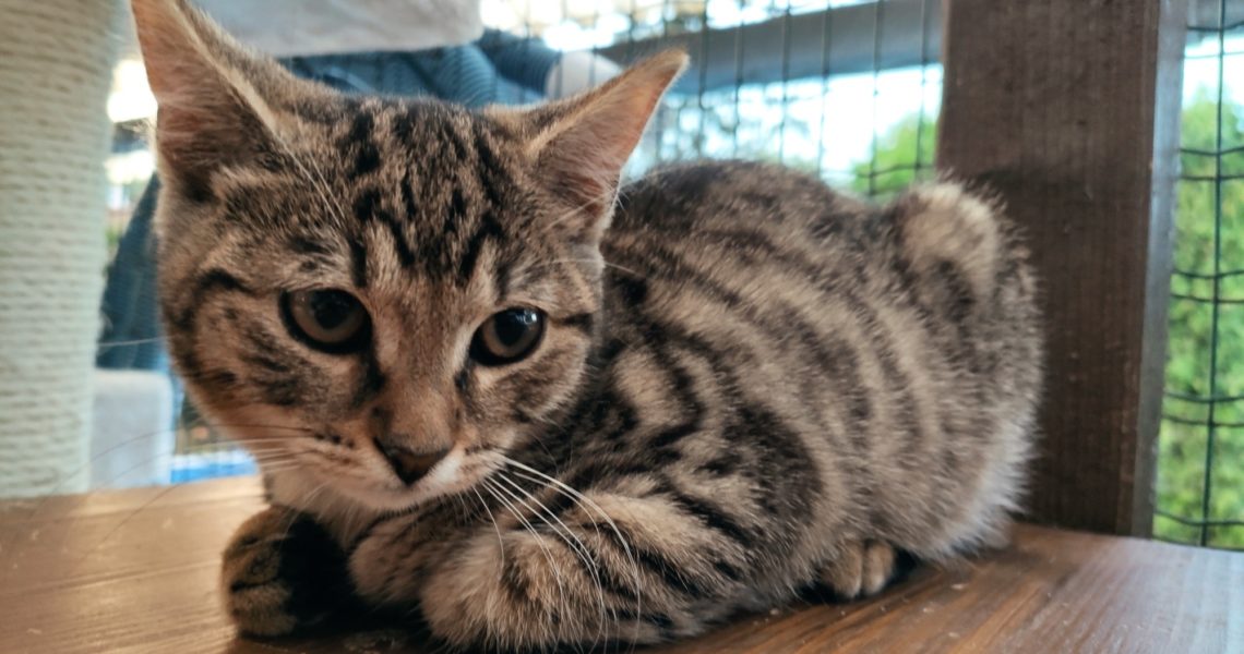 Z DOČASNÉ PÉČE NÁLEZCŮ PŘIJATÉ MOUROVATÉ KOTĚ - CHLAPEČEK SH...