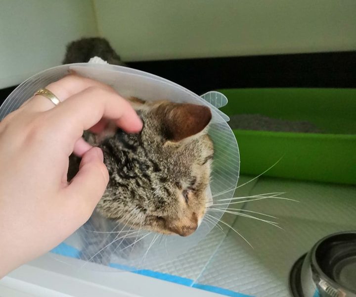 ZPRÁVA Z KLINIKY OD PIŠKOTKA: BAŠTÍ JAKO BAGR, MÁ SE DOBŘE, ...