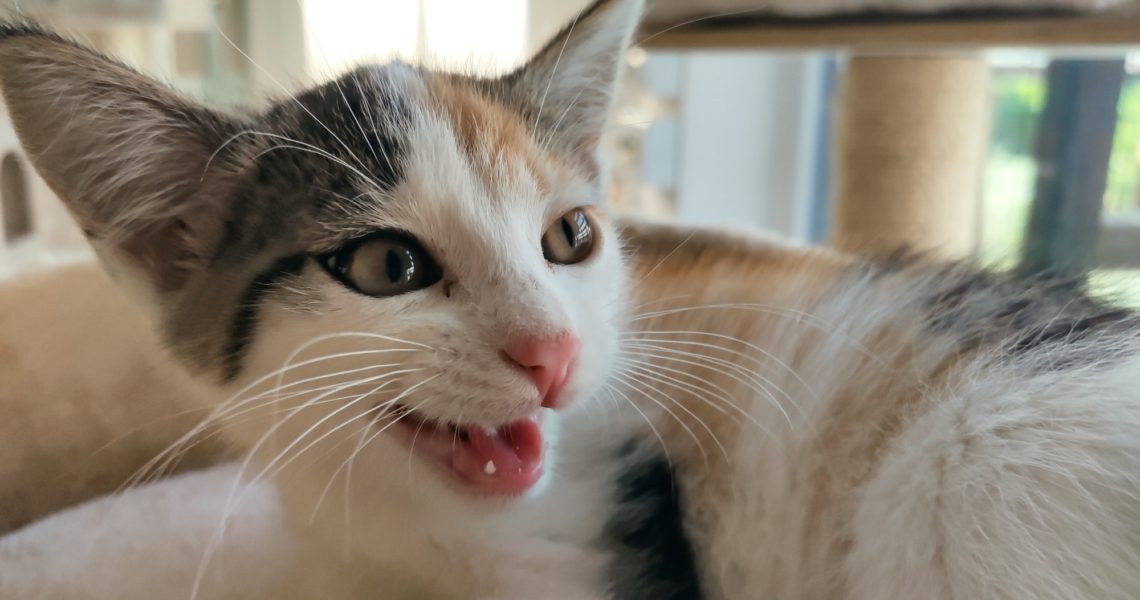 Zpravodajství do 2.8.2020...