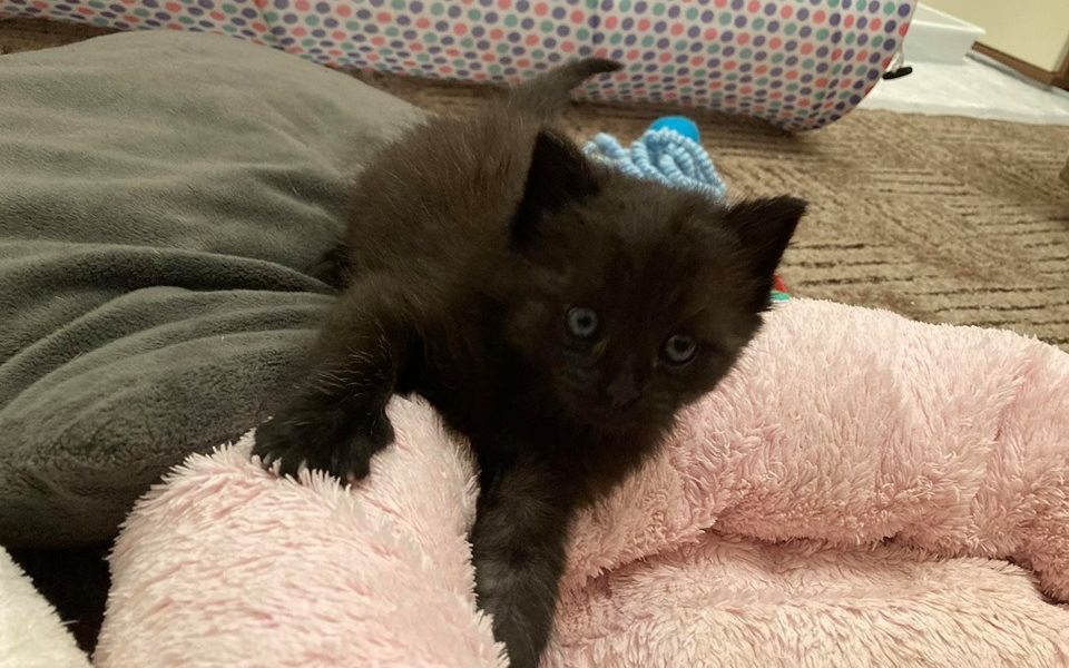 KOUDY, ŽAK A ČÍRO...