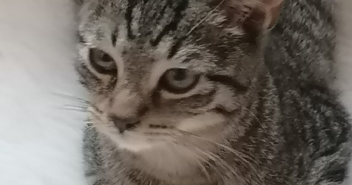 Čtyřměsíční koťátka Sid a Locika v depozitu u Jitky. Vyhlíží...