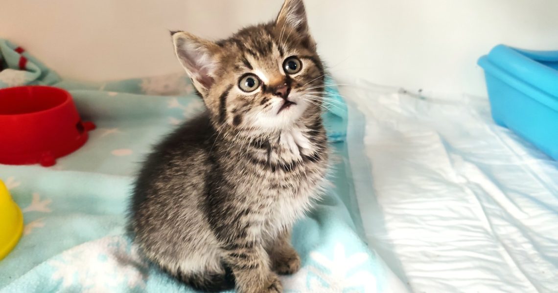 VČERA BYLO NALEZENO V OBCI LEDČICE KOTĚ VÁŽÍCÍ 580 GRAMŮ, JE...