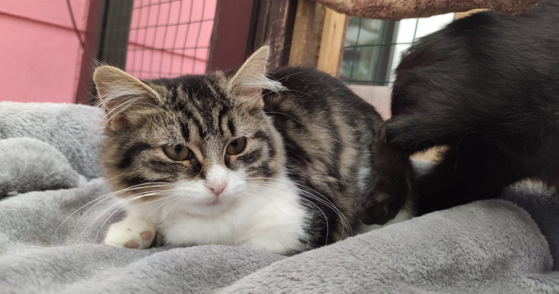 V SOBOTU SE VRÁTILA Z ADOPCE HANNY - HANIČKA. POTŘEBUJE DOMO...