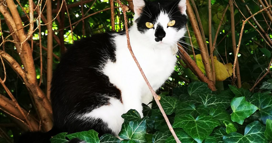 VÁŽENÍ PŘÁTELÉ...máme tu další podporu ve formě miniaukce...