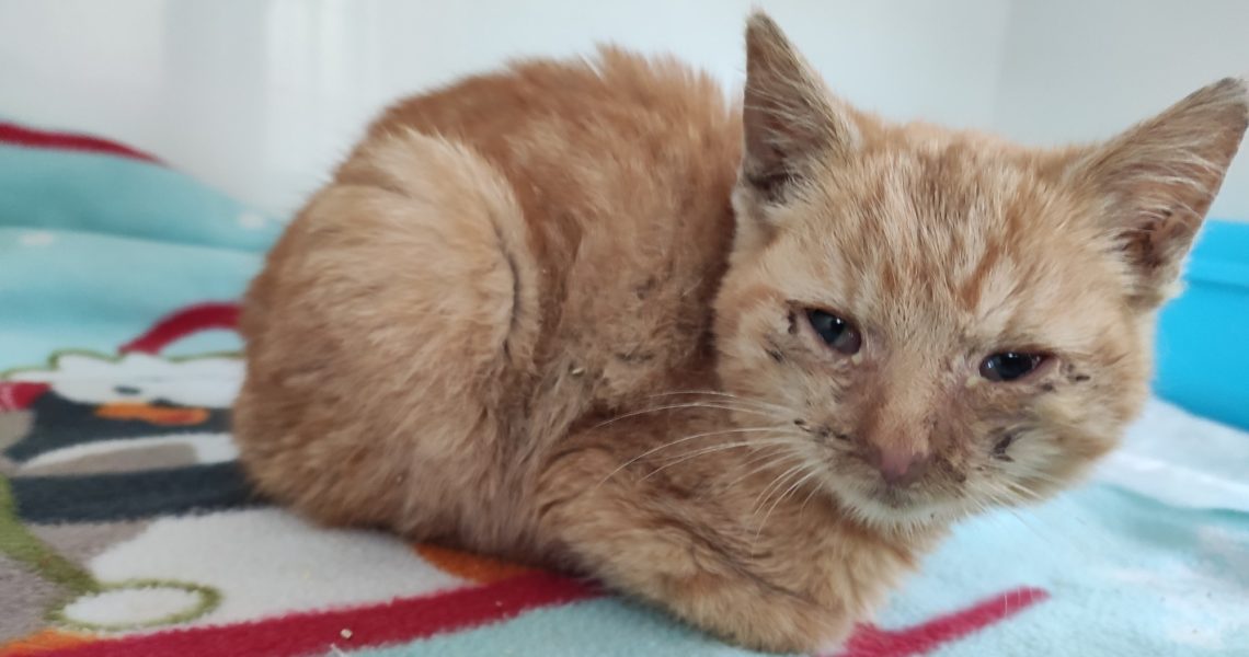 VE STŘEDU PŘIJATÉ KOTĚ Z MNETĚŠE VE VELMI ŠPATNÉM STAVU. MÁ ...