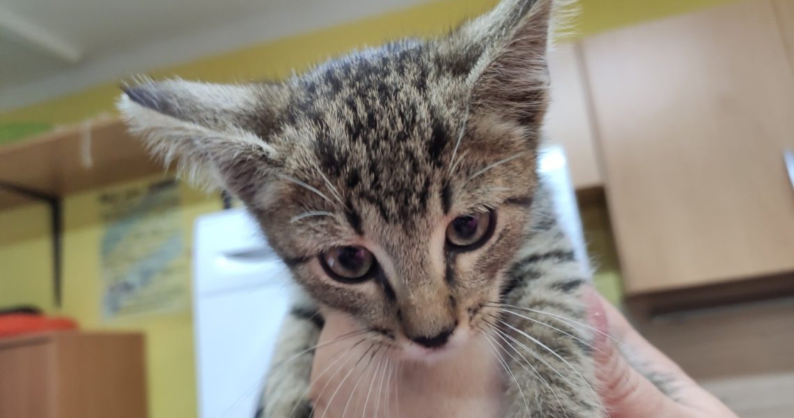 VČERA PŘIJATÝ OŠIŘELÝ KOCOUREK Z VĚDOMIC. JE ZDRAVÝ, JSOU MU...