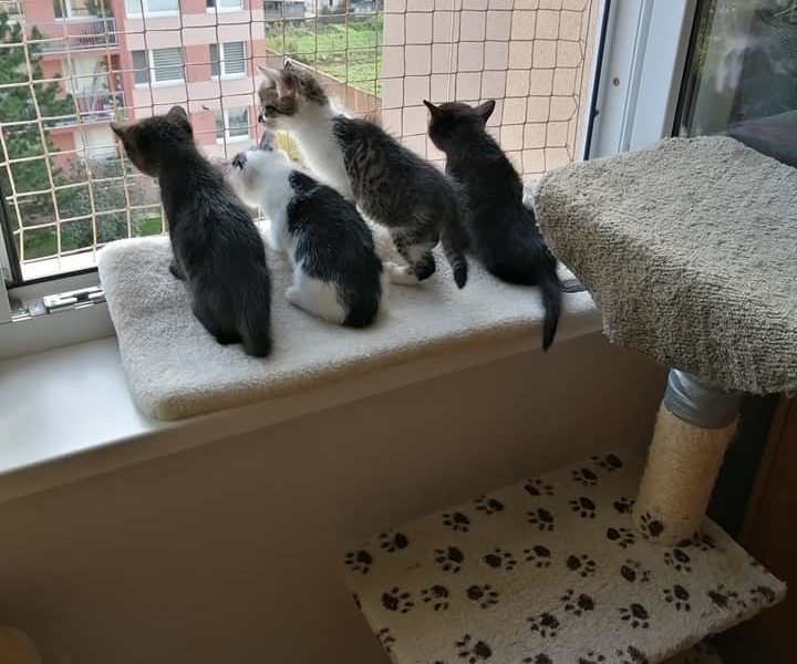 KINDER, NUTELLA, MARS A FERRERO, koťátka z depozita u Marušk...