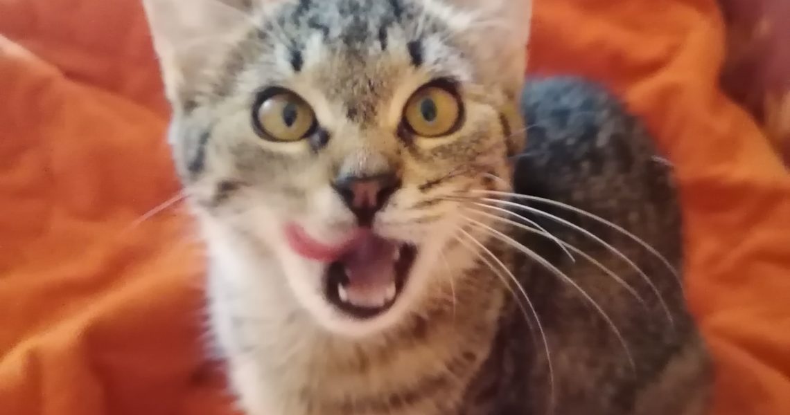 Locika a Sid jsou taková zlatíčka hodná a hravá  Stále čeka...