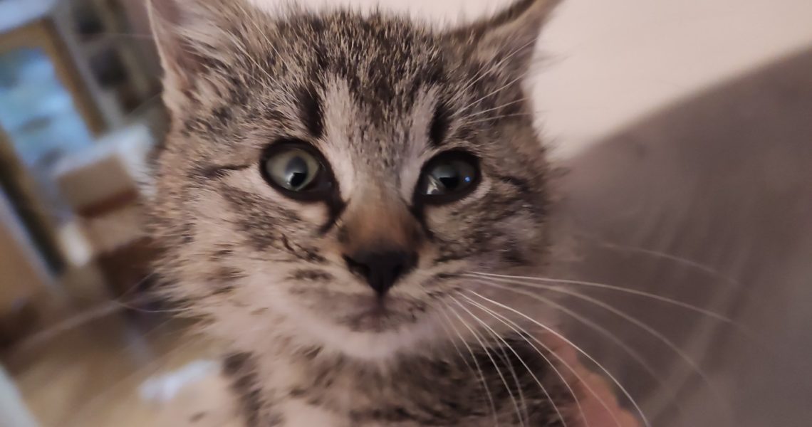 MINULÝ ČTVRTEK PŘIJATÁ MALIČKÁ, BOJAVÁ MOURYNKA NALEZENÁ V...