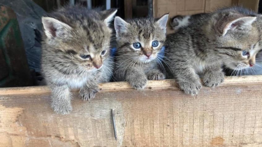 SOS  -  HLEDÁ SE DOČASNÁ PÉČE PRO ČTYŘI ČTYŘTÝDENNÍ KOŤÁTK...