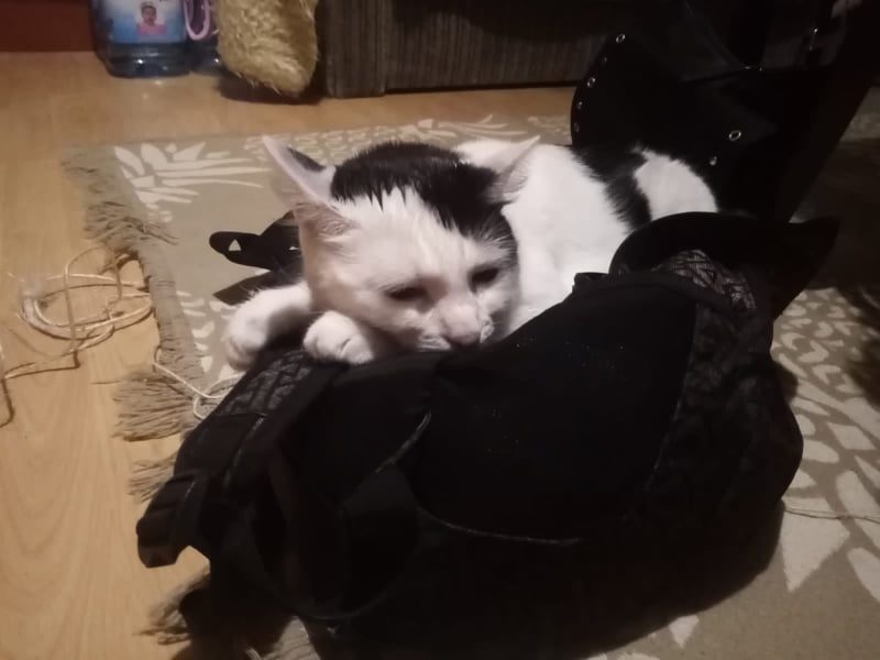 ČÁRKA ( Píďa) a FERDA
Podzimní pozdrav do Sluníčka posíla...