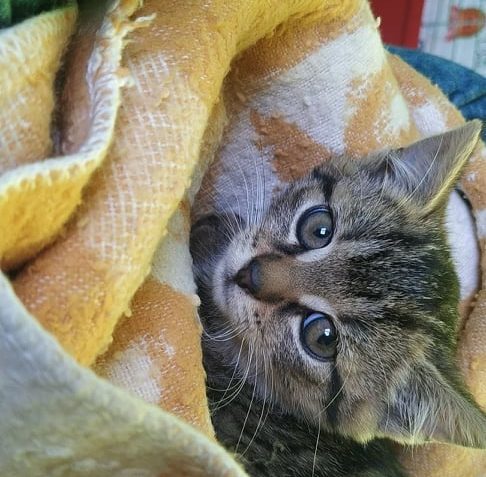 DVA NELEZENEČKOVÉ V CENTRU ŠTĚSTÍ - MOUROVATÁ HOLČIČKA TES...