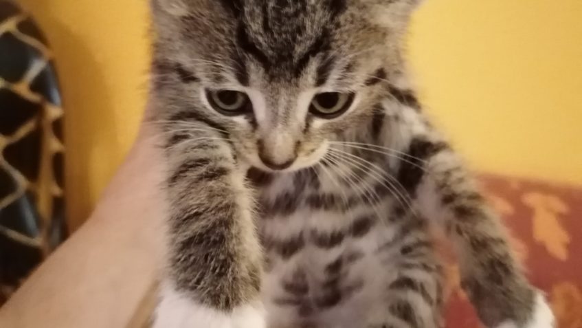 Příjem tří koťat ze Židovic a jednoho prcka z Dušník do de...