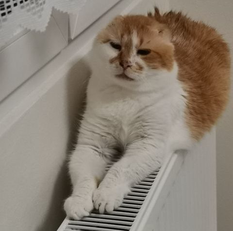 GARGAMEL A DŽUDYNKA
 posílají pozdrav do Suníčka