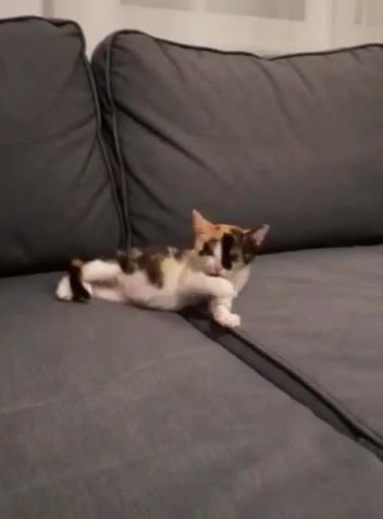 DELISKA V NOVÉM DOMOVĚ OBSADILA SEDAČKU, KAKALA A ČŮRALA D...