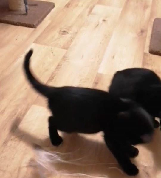 DATLÍK A KOSÍK, 
 dva božánci, kteří stále čekaj...