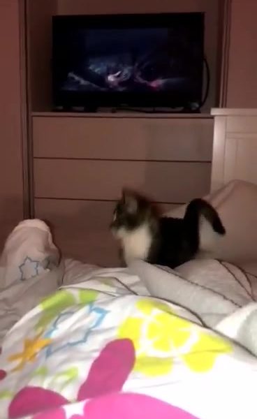 Pozdrav do Sluníčka posílá plachá SOVIČKA, která...