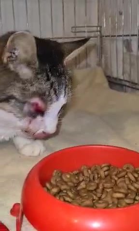 KOCOUREK Z JEDNÉ Z KRMNÝCH LOKALIT ŠPATNĚ PAPÁ, ZAČAL BÝT ...