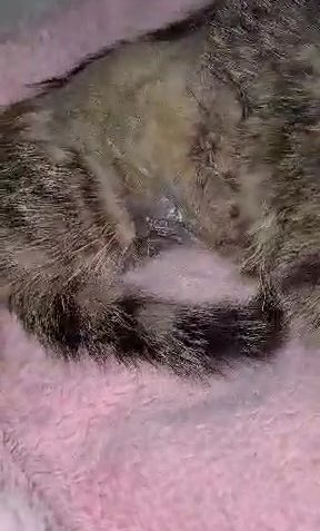 Agříček po operaci bříška