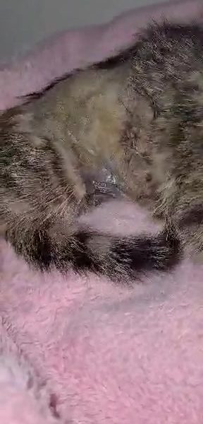 Agříček po operaci bříška