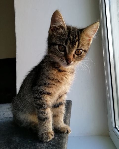 LESINKA,  WICKY
 Pozdrav do Sluníčka posílají Lesinka a Wi...