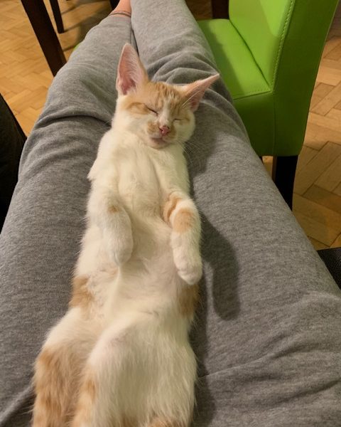 SIRUPEK
 Z Deníku Chicca (Sirupka)
 Zdravím do mého prvníh...