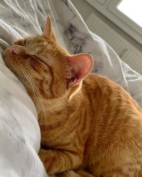 KOPRETINKA A PAMPELIŠKA
Krásný den, zdravíme Sluníčko a vš...