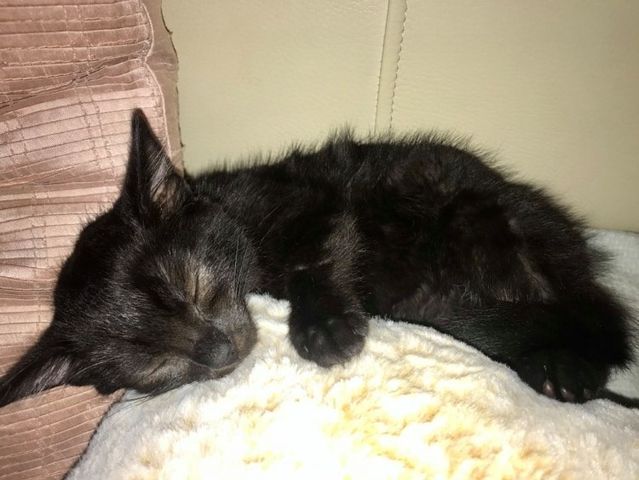 FERRERO
Dobrý den,
 posíláme pozdravy a fotky malého Ferre...