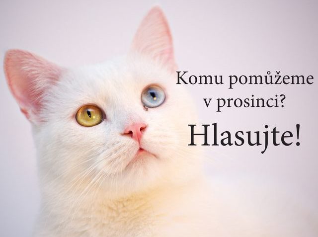 AŽ DO 29.11. TRVÁ ANKETA...KDO TO BUDE V PROSINCI





Hla...