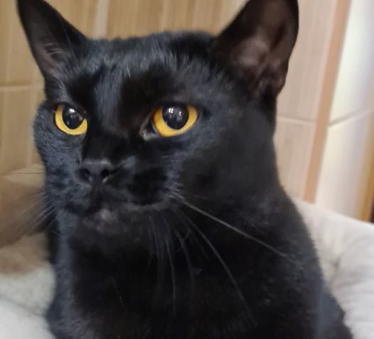 MAGGIE JE MLADÁ, ČERNÁ KOČIČKA S LESKLÝM KOŽÍŠKEM,  AMPUTO...