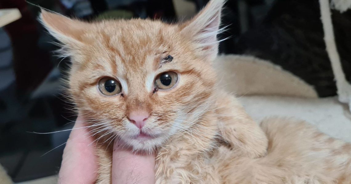 PŘÍMEK REZAVÉHO KOŤÁTKA SE ŠPATNOU MOTORIKOU, JE TO ASI DV...