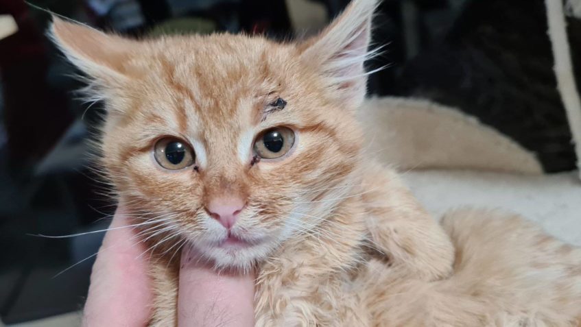 PŘÍMEK REZAVÉHO KOŤÁTKA SE ŠPATNOU MOTORIKOU, JE TO ASI DV...