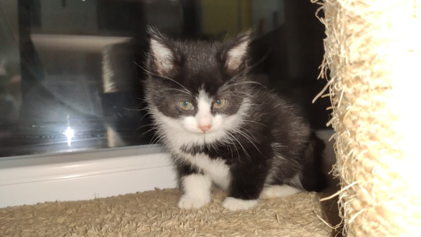 KOŤÁTKA Z PYTLE OD KONTEJNERU V ROUDNICI N.L. KONEČNĚ DOST...