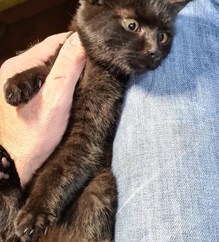 VČERA NALEZENA NA NÁDRAŽÍ V ROUDNICI N.L. MALIČKÁ, ČERNÁ K...