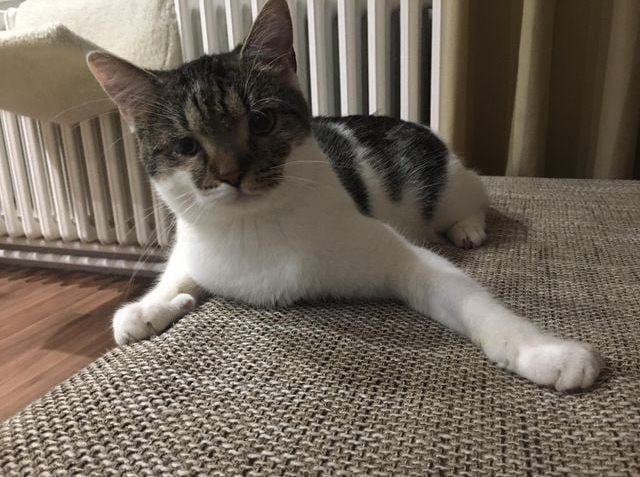 NUDLIČKA
Z malé Nudličky, která jako kotě málem nepřežila,...