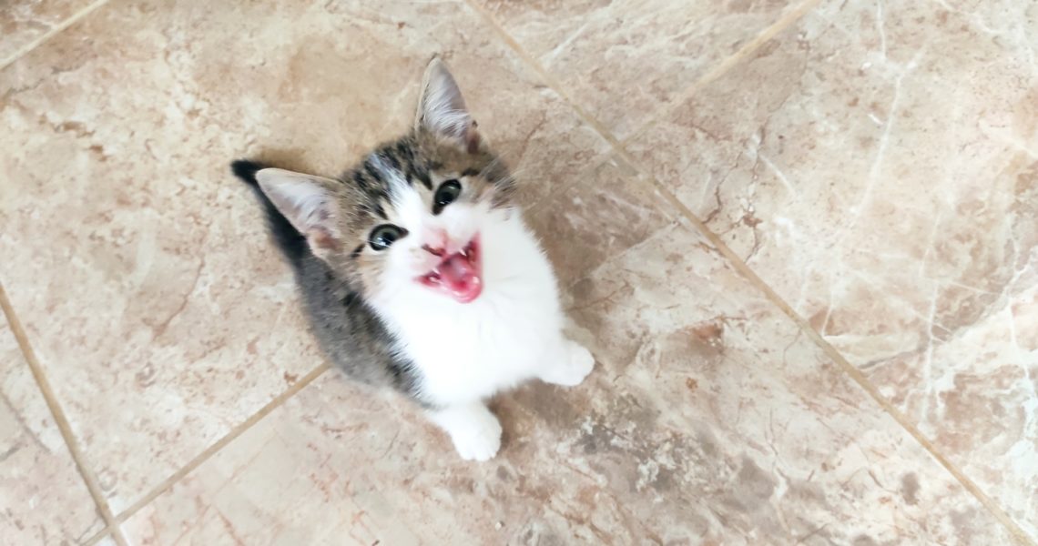 ZPRAVODAJSTVÍ DO 7.11.2020
 Největší ránou v tomto týdnu b...