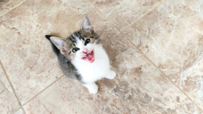 ZPRAVODAJSTVÍ DO 7.11.2020
 Největší ránou v tomto týdnu b...