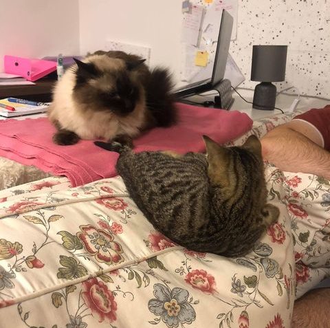 BOBŘÍK
Dobrý den, kocourek Bobřík se velmi dobře rozkoukal...