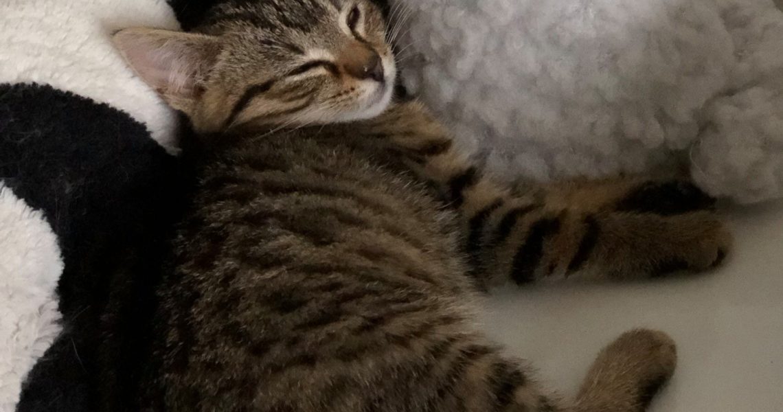 FALCO A TESSA
Info z nového domova 
:) Už tu pěkně řádí, h...